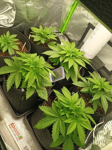 Growreport Bild 17
