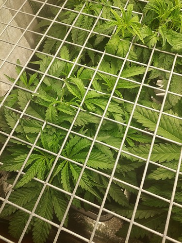Growreport Bild 2