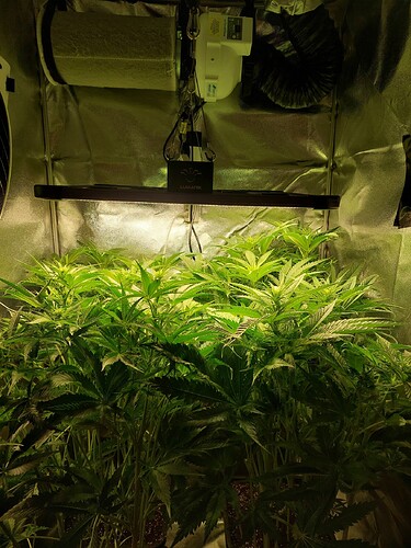 Growreport Bild 4