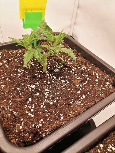 Growreport Bild 31
