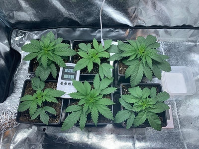 Growreport Bild 8