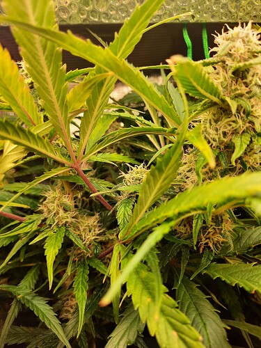 Growreport Bild 2