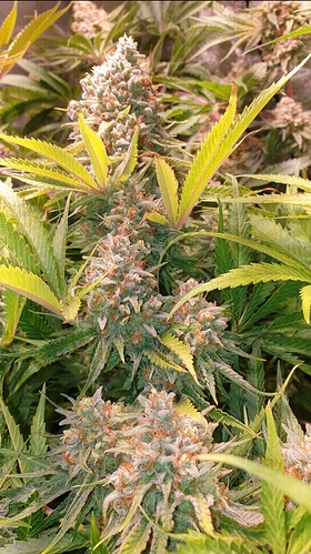 Growreport Bild 4