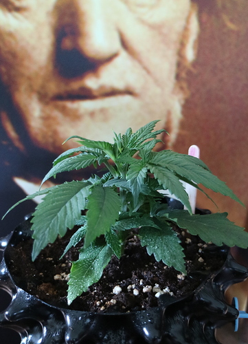 Growreport Bild 5