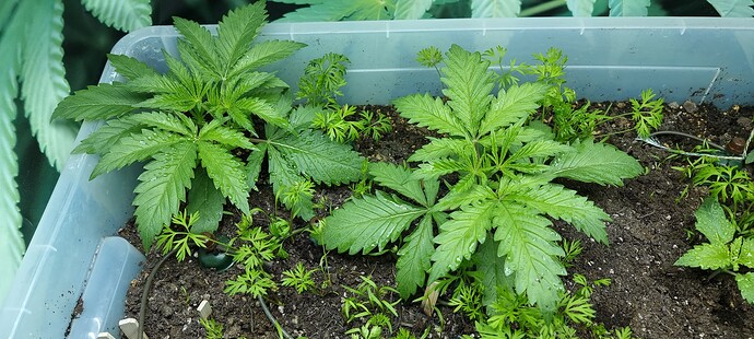 Growreport Bild 1