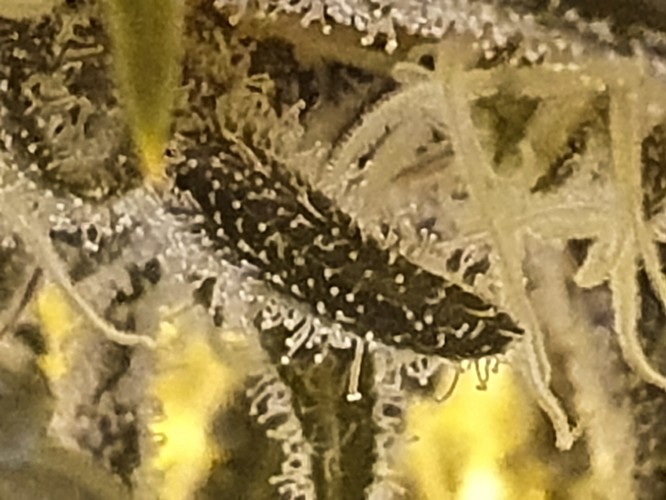 t (3)