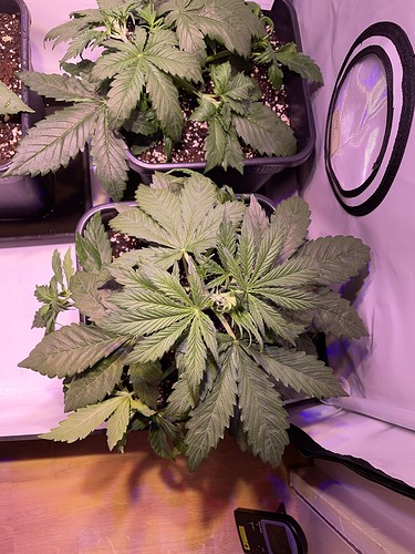 Growreport Bild 6