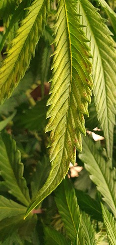 Growreport Bild 2