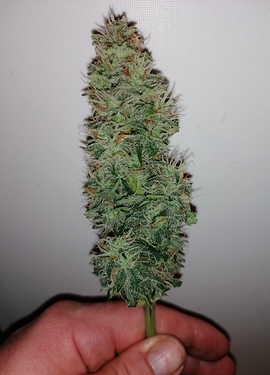 Growreport Bild 9