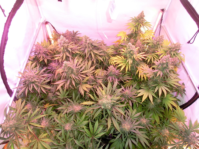 Growreport Bild 8