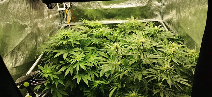 Growreport Bild 2