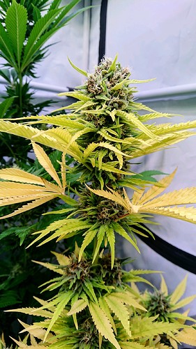 Growreport Bild 13