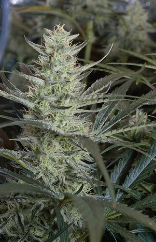 Growreport Bild 6