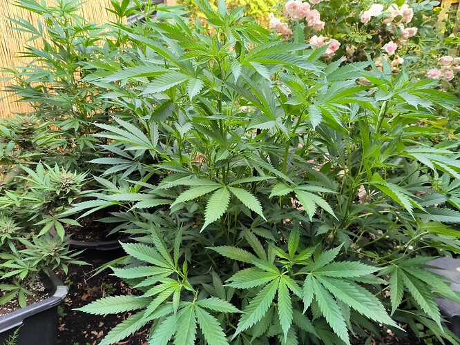 Growreport Bild 8