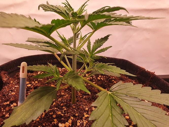 Growreport Bild 6
