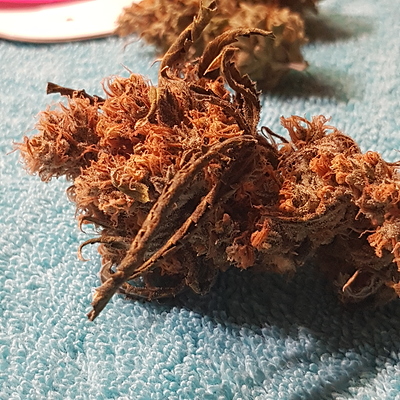 Growreport Bild 52