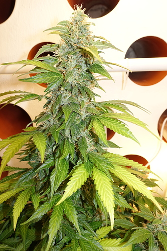 Growreport Bild 4