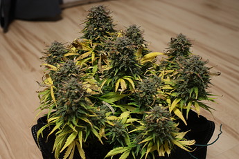 Growreport Bild 1