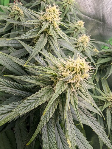 Growreport Bild 2