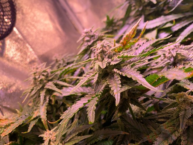 Growreport Bild 19
