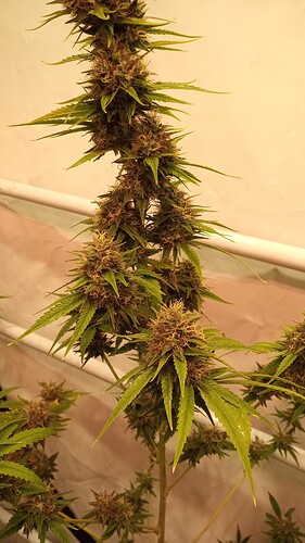 Growreport Bild 35