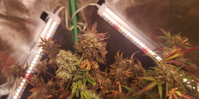 Growreport Bild 1