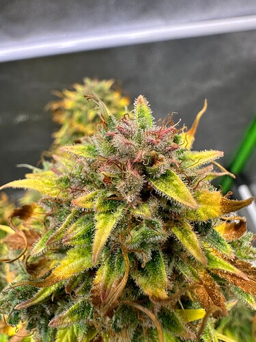 Growreport Bild 30