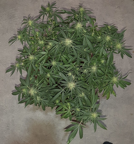 Growreport Bild 11
