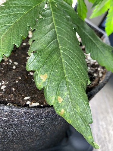 Growreport Bild 5