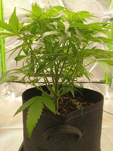 Growreport Bild 9