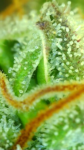 Growreport Bild 3