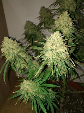 Growreport Bild 32