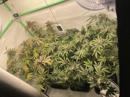 Growreport Bild 1
