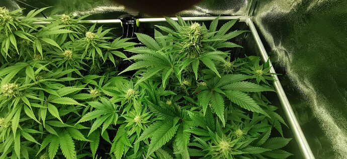 Growreport Bild 9