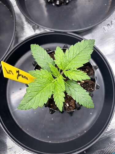 Growreport Bild 53