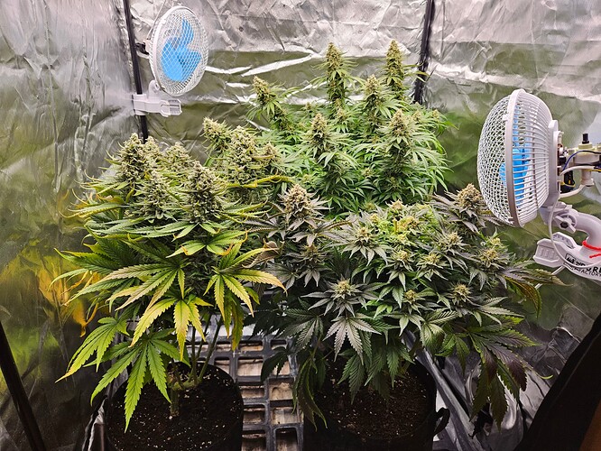 Growreport Bild 48