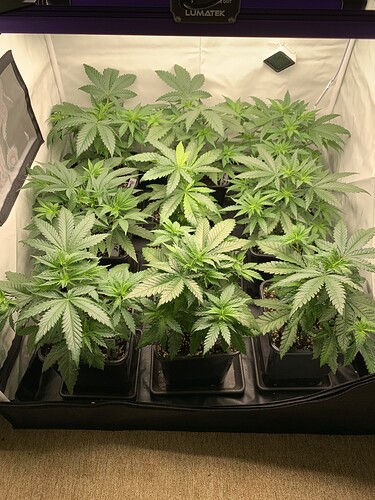 Growreport Bild 3