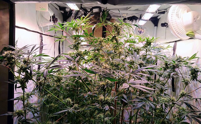 Growreport Bild 1