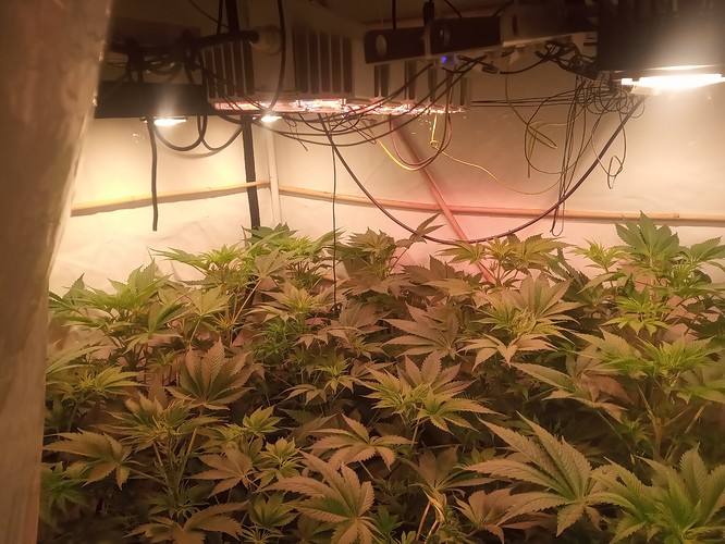 Growreport Bild 42