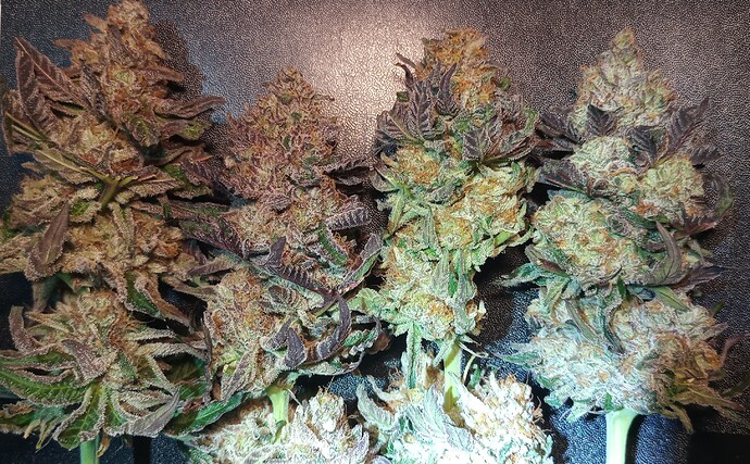 Growreport Bild 23