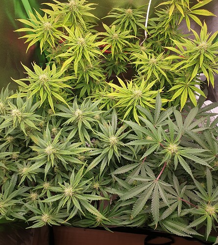 Growreport Bild 3