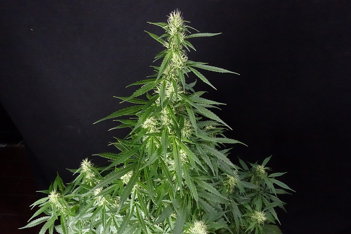 Growreport Bild 21