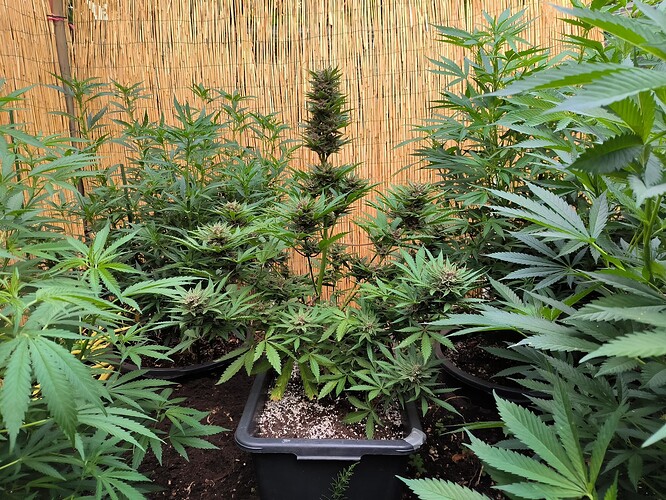 Growreport Bild 6