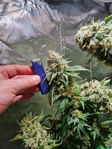 Growreport Bild 34