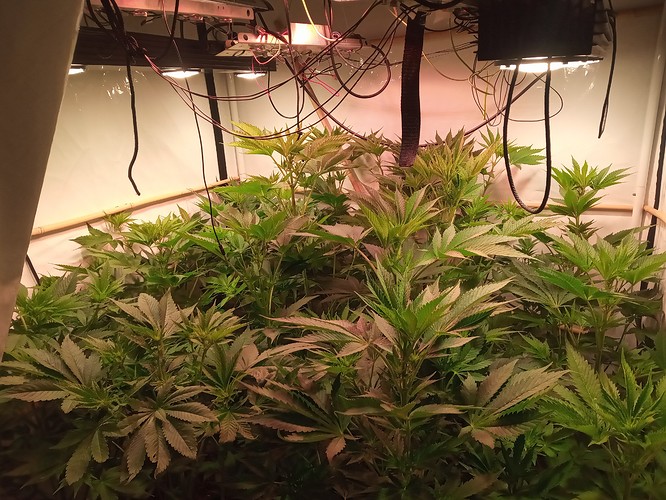 Growreport Bild 29