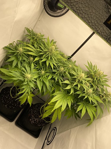 Growreport Bild 1