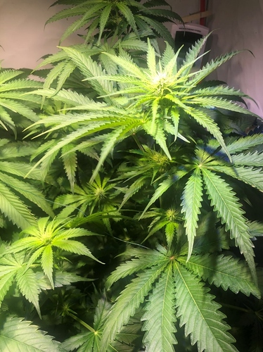 Growreport Bild 3