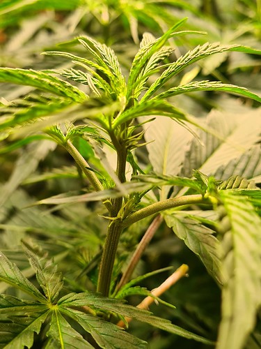 Growreport Bild 2