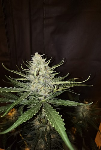 Growreport Bild 29