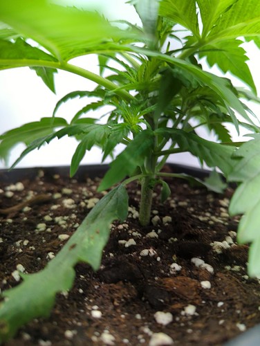 sensiskunk_wt11_seite